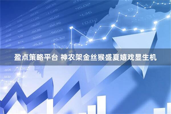 盈点策略平台 神农架金丝猴盛夏嬉戏显生机